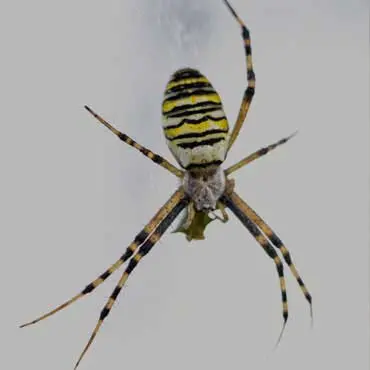 Spider Pest Control
