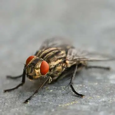 Flies Control